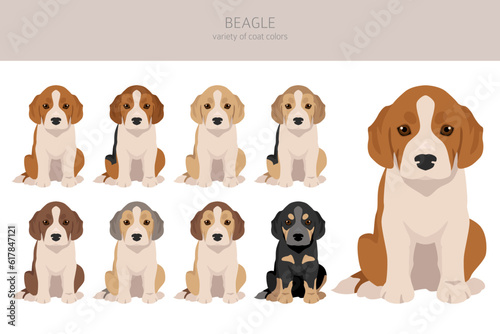 Beagle puppy clipart. All coat colors set. Different position. All dog breeds characteristics infographic