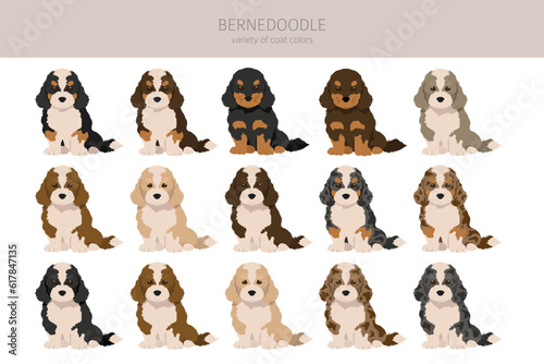 Bernedoodle puppies clipart. All coat colors set.  Different position. All dog breeds characteristics infographic