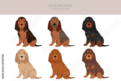 Bloodhound puppies clipart. All coat colors set.  Different position. All dog breeds characteristics infographic