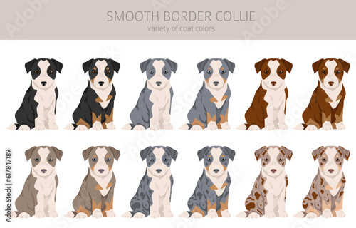 Smooth border collie puppies clipart. Different poses, coat colors set