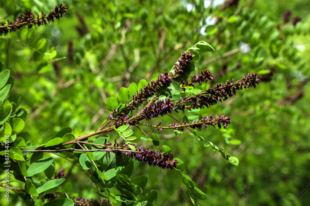 False indigobush (Amorpha fruticosa).