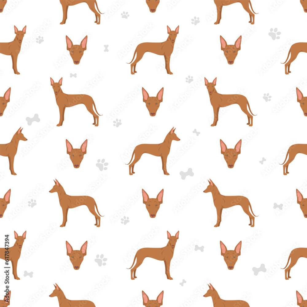 Canary Island Warren hound seamless pattern. Different poses, coat colors set