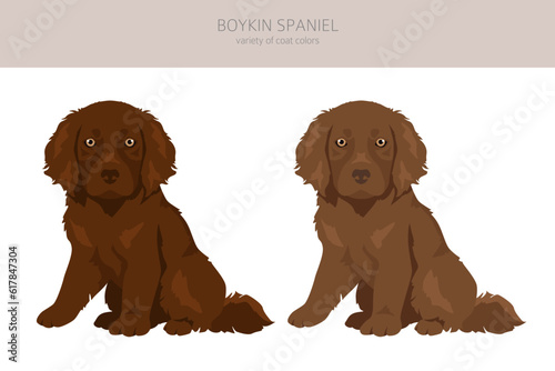 Fototapeta Naklejka Na Ścianę i Meble -  Boykin spaniel puppies clipart. Different coat colors and poses set