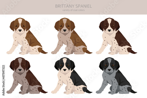 Brittany spaniel puppy color varieties clipart. Different poses set. Dog infographics collection