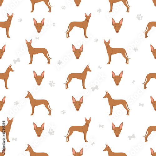 Canary Island Warren hound seamless pattern. Different poses, coat colors set photo