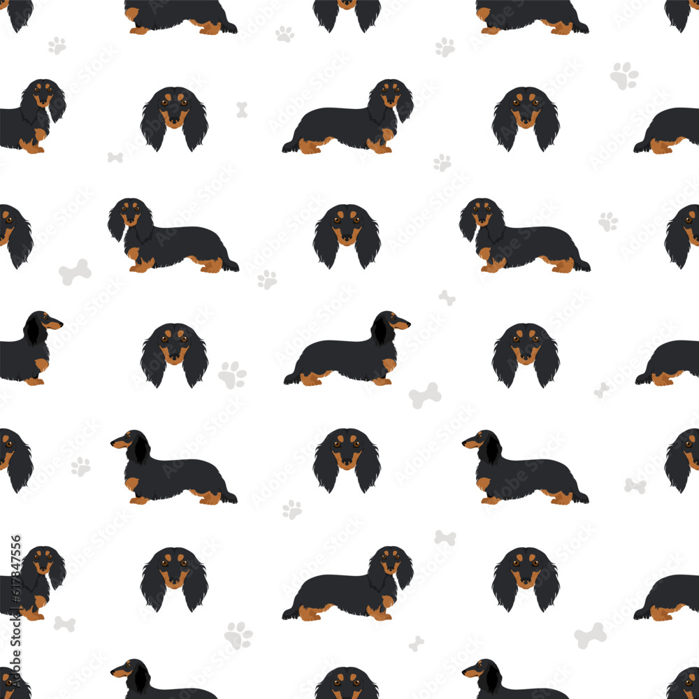 Dachshund long haired seamless pattern. Different poses, coat colors set