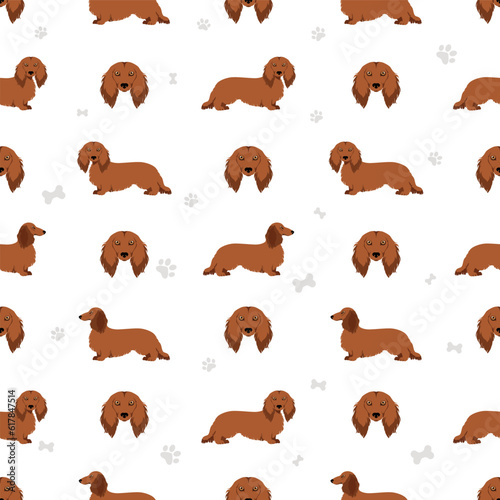 Dachshund long haired seamless pattern. Different poses, coat colors set
