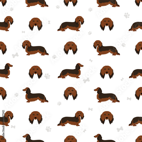 Dachshund long haired seamless pattern. Different poses, coat colors set