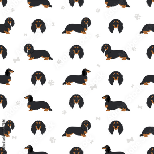 Dachshund long haired seamless pattern. Different poses, coat colors set