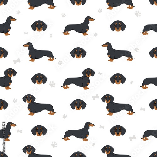 Dachshund short haired seamless. Different poses  coat colors set