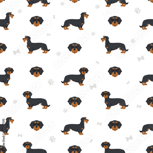 Dachshund wire haired seamless pattern. Different poses, coat colors set