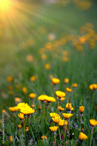 Fototapeta Naklejka Na Ścianę i Meble -  field with Dandelions at sunset, spring and nature theme