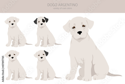 Dogo Argentino puppies clipart. Different poses, coat colors set
