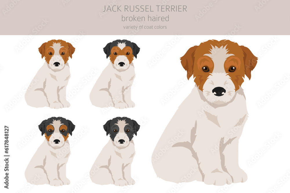 Jack Russel terrier puppies in different poses and coat colors. Smooth coat and broken haired