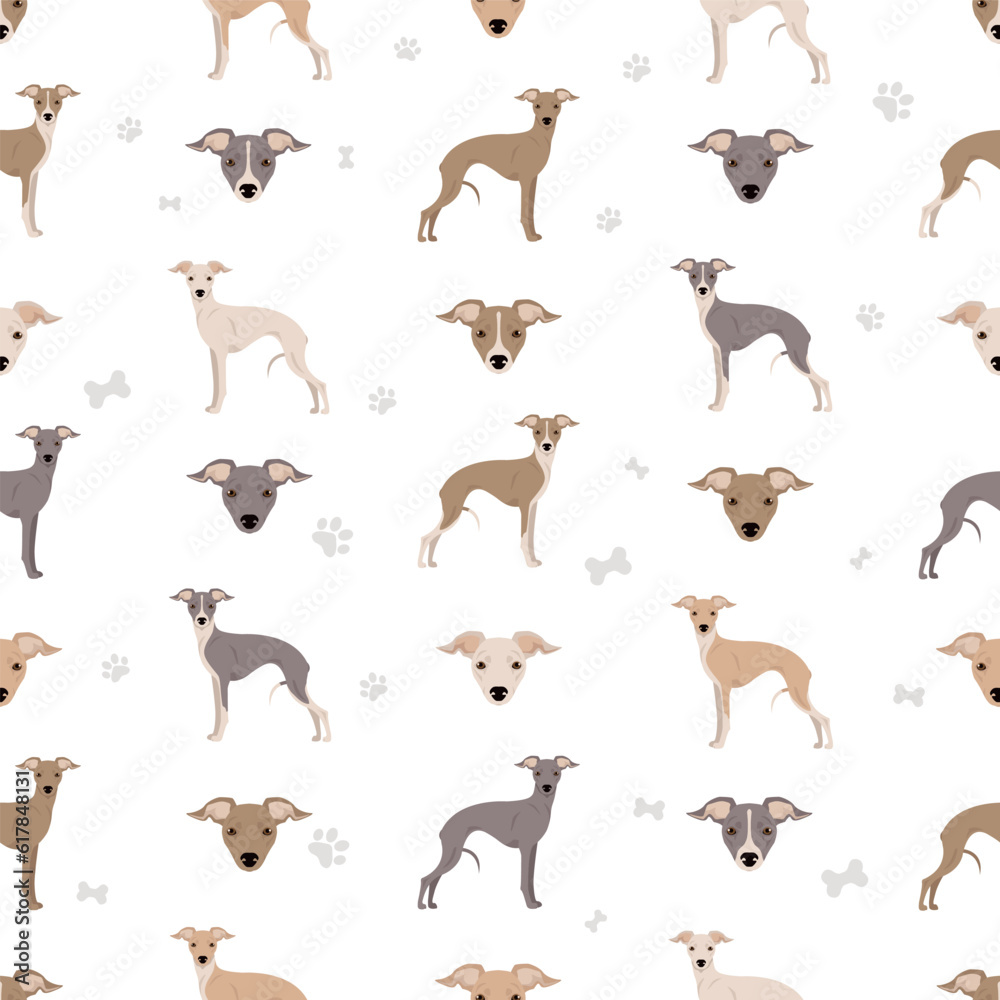 Italian greyhound seamless pattern. Different poses, coat colors set