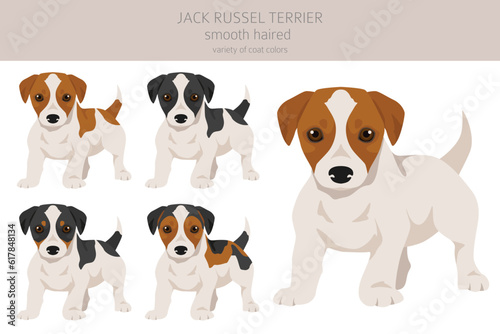 Jack Russel terrier puppies in different poses and coat colors. Smooth coat and broken haired