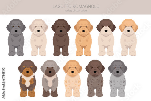 Lagotto Romagnolo puppies clipart. Different poses, coat colors set photo