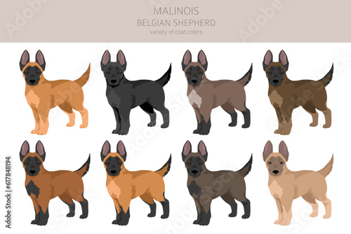 Belgian Malinois puppies clipart. Different poses, coat colors set