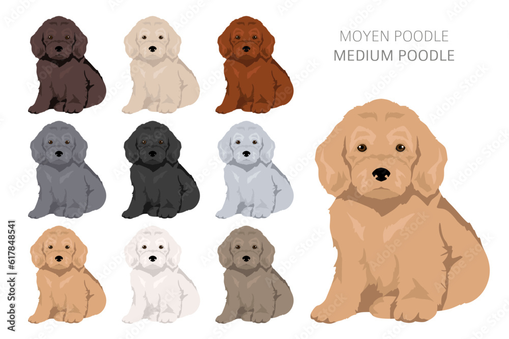 Moyen poodle puppy, Medium poodle pups clipart. Different poses, coat colors set Moyen poodle puppy, Medium poodle pups clipart. Different poses, coat colors set