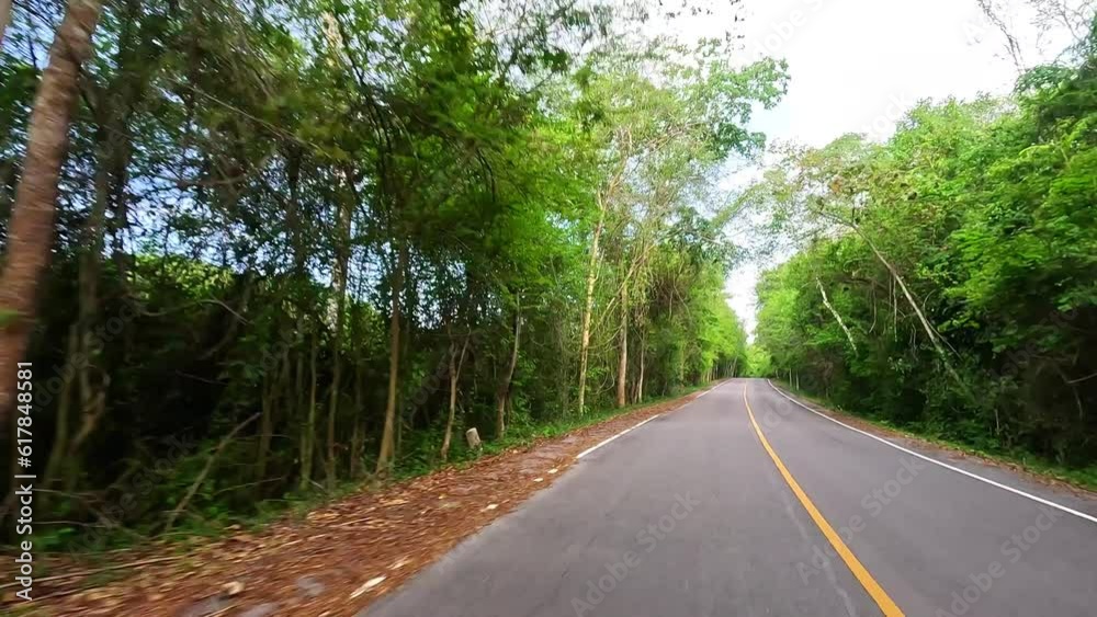 Car driving on the road along the forest. Tree tunnel road. Car driving on the road along the forest. Tree tunnel road.