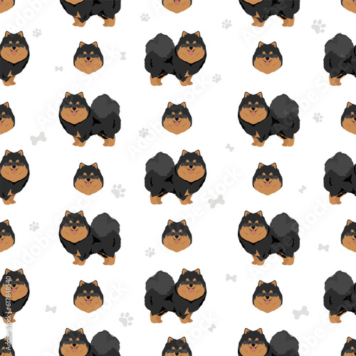 Pomeranian German spitz seamless pattern. Different poses, coat colors set