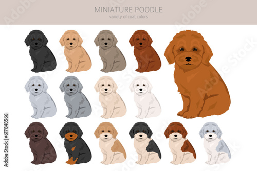 Miniature poodle puppies clipart. Different poses, coat colors set