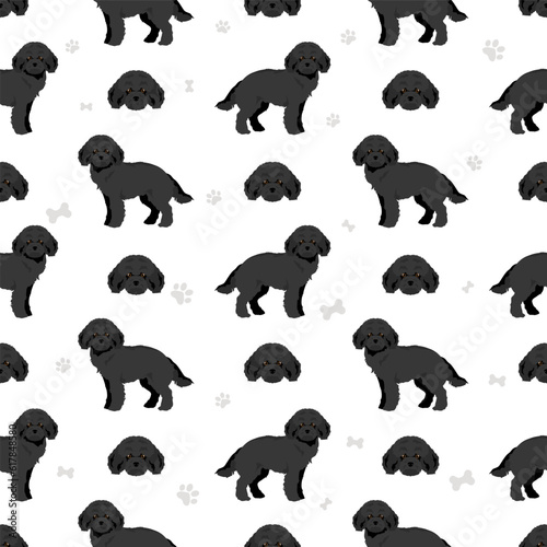 Miniature poodle seamless pattern. Different poses, coat colors set