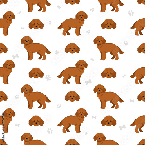 Miniature poodle seamless pattern. Different poses, coat colors set