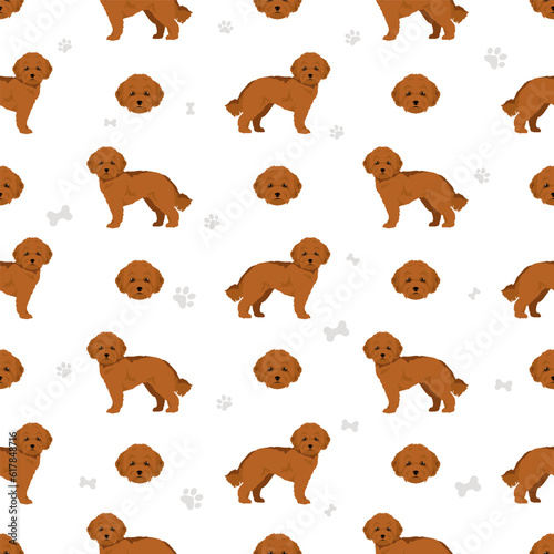 Toy poodle seamless pattern. Different poses, coat colors set