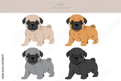 Fototapeta Naklejka Na Ścianę i Meble -  Pug puppies clipart. Different poses, coat colors set