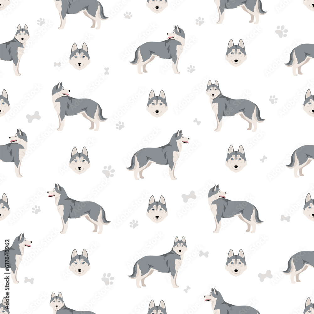 Siberian Husky seamless pattern. All coat colors set. All dog breeds characteristics infographic Siberian Husky seamless pattern. All coat colors set. All dog breeds characteristics infographic