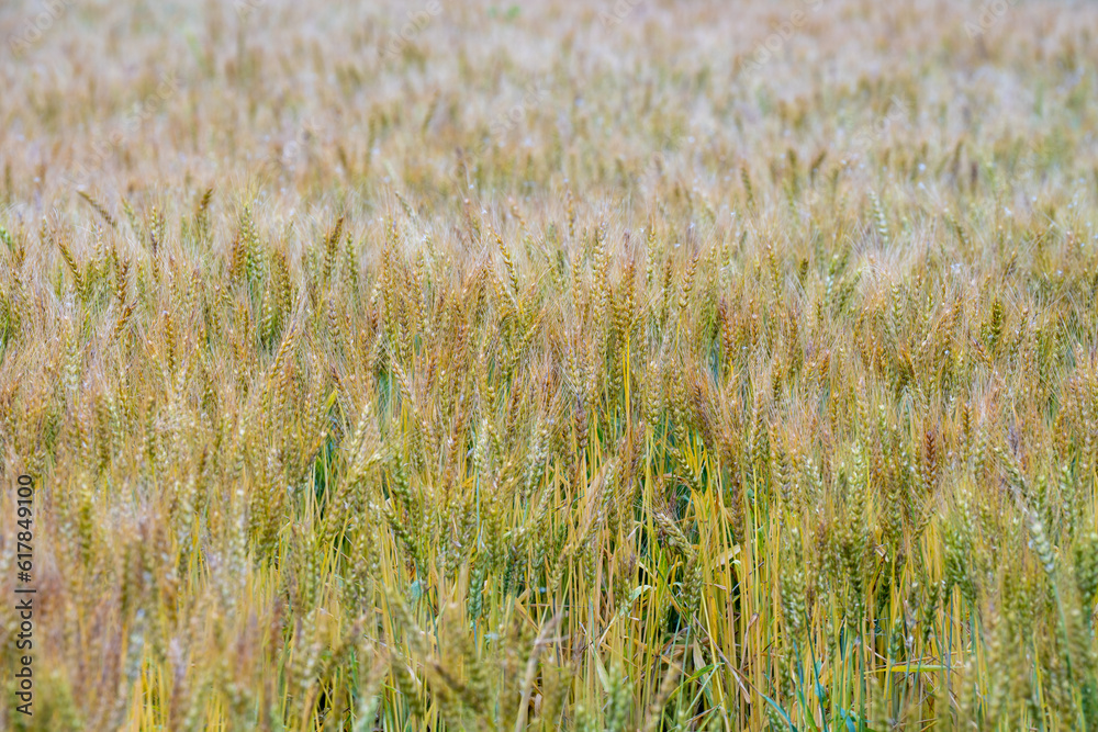 Fototapeta premium 一面に広がる小麦畑