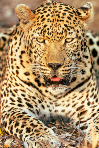 Leopard in the Serengeti © sebastien