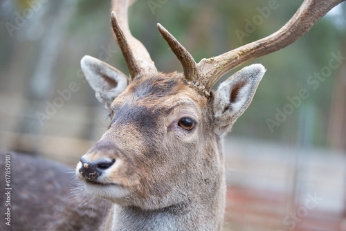 Close-up muzzle of a European deer in late winter.