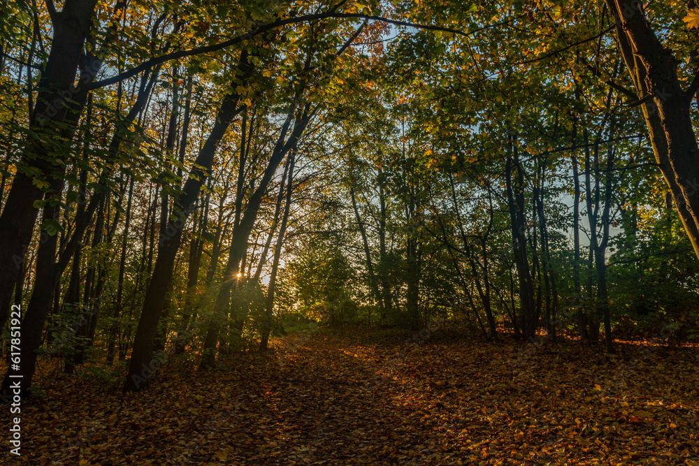 Obraz premium colorful autumn in the forest in Prague city