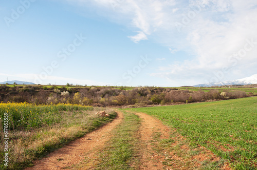 Country dirt road, spring landscape