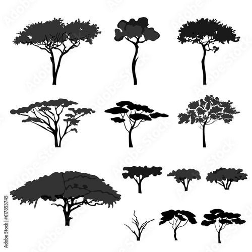 Silhouettes of african acacia tree. Vector illustration