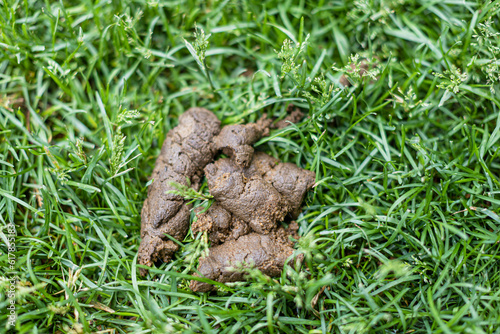 Fresh poop made by dog in a green grass. Park in a France.