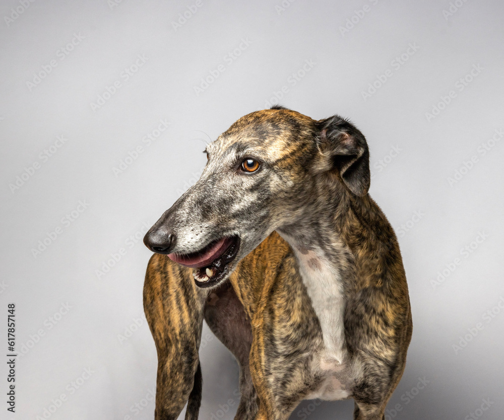 Galgo - Spanish greyhound - brindle Galgo - Spanish greyhound - brindle