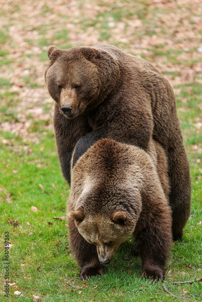 male and female brown bear (Ursus arctos) two are in detail male and female brown bear (Ursus arctos) two are in detail