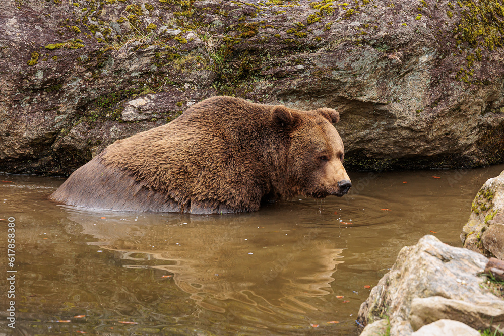 male brown bear (Ursus arctos) takes a bath male brown bear (Ursus arctos) takes a bath
