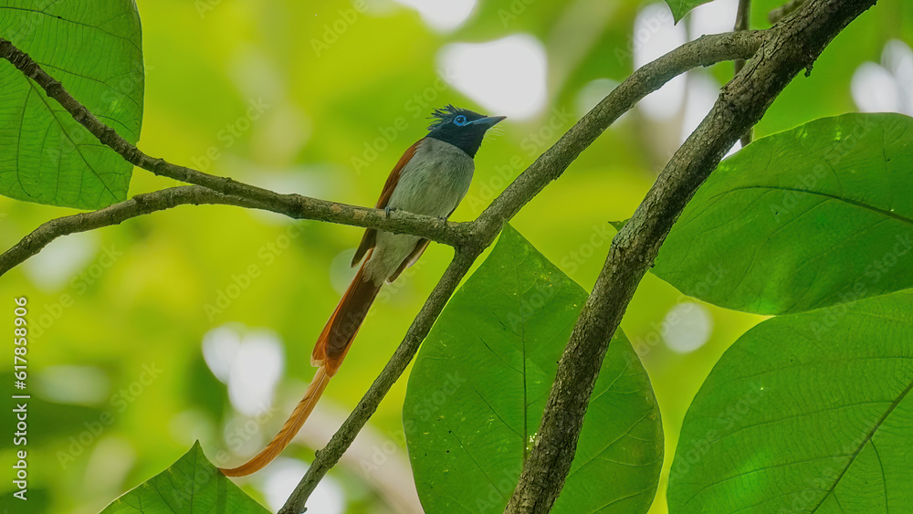 Obraz premium Indian Paradise flycatcher