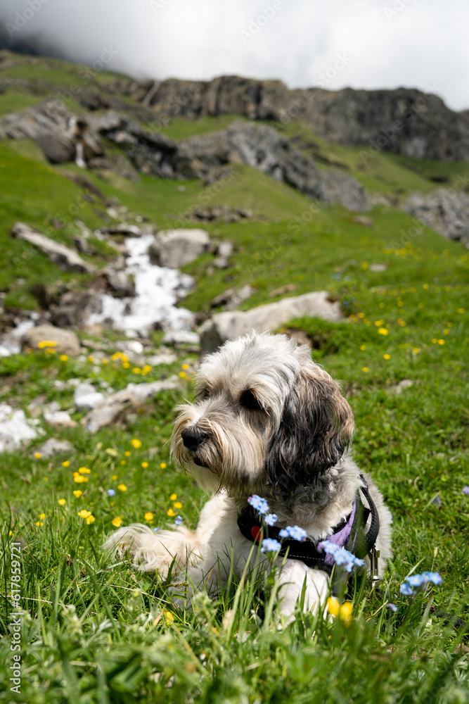 Fototapeta premium Hund in der Berglandschaft
