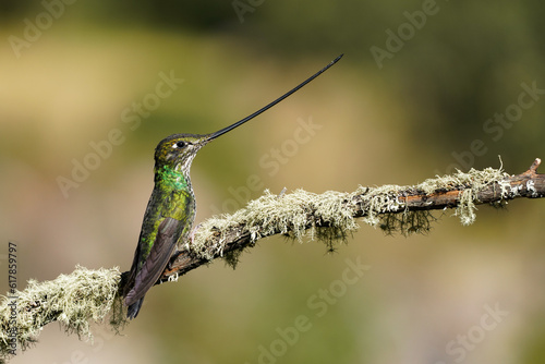 Schwertschnabelkolibri auf einem Ast photo