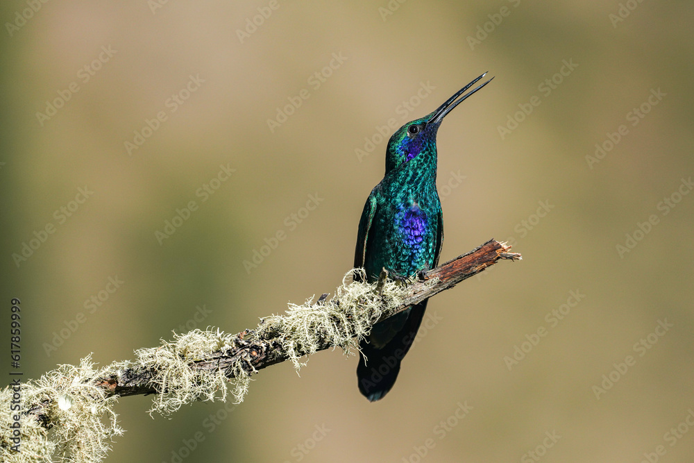 Fototapeta premium Kolibri sitzt auf einem Ast