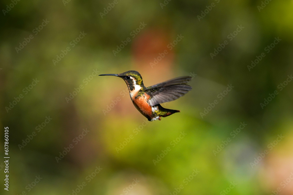 Fototapeta premium Kolibri am fliegen