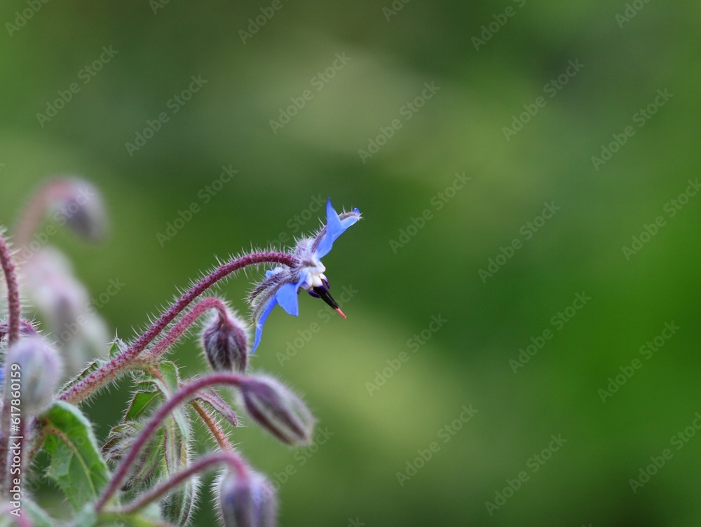 Borage, lat Borago officinalis, blue flowers in bloom. Borago officinalis is favorite medicinal herb with edible flowers. Copy space. Borage, lat Borago officinalis, blue flowers in bloom. Borago officinalis is favorite medicinal herb with edible flowers. Copy space.