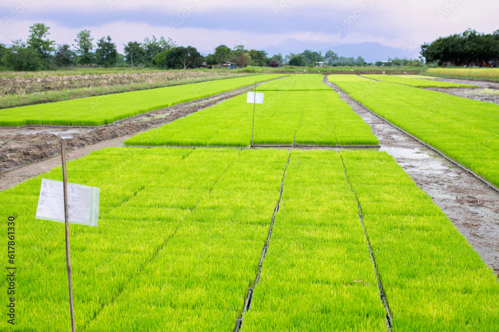 Rice seedlings in the field ready to be planted, Thailand.