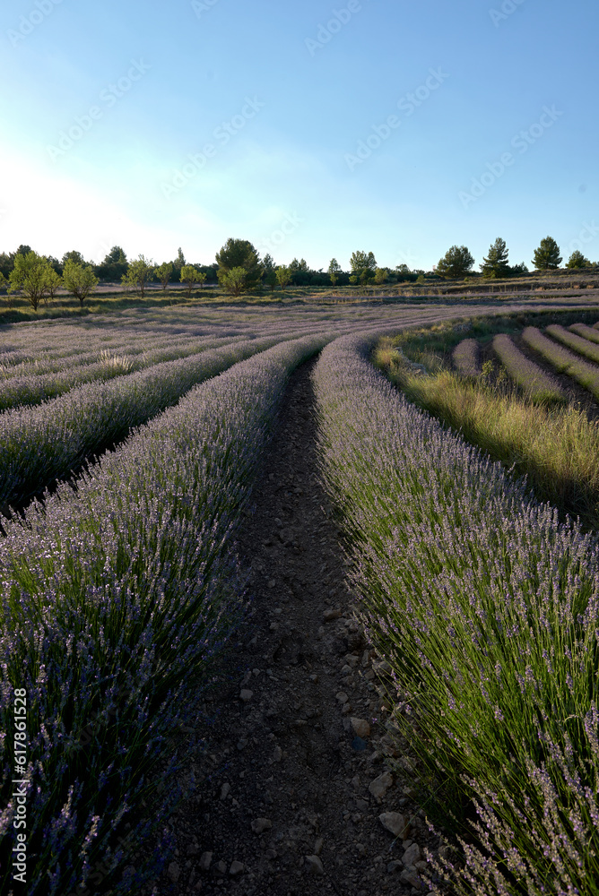 Fototapeta premium A lavender field in bloom on a sunny day