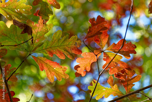 Oak leaves turning color